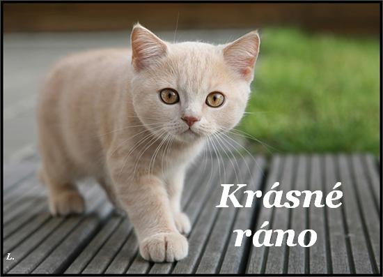 kočka014.jpg