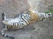 120px-Panthera_tigris3.jpg