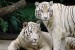190px-Singapore_Zoo_Tigers.jpg