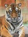 200px-Panthera_tigris7.jpg